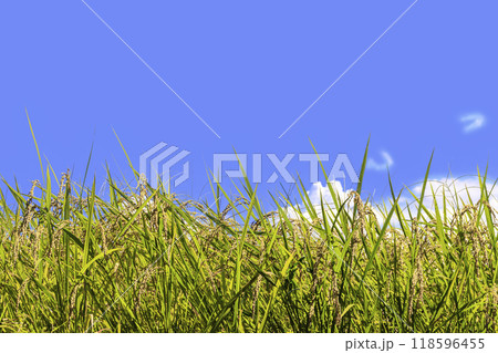 青空と黄金色に輝く稲穂 青空と黄金色に輝く稲穂 118596455