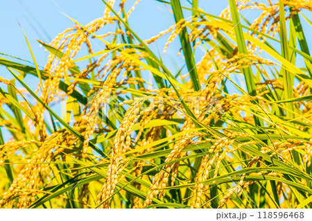 青空と黄金色に輝く稲穂 118596468