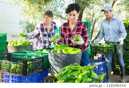 Positive farmers sorting and stacking green pepper Positive farmers sorting and stacking green pepper 118596554