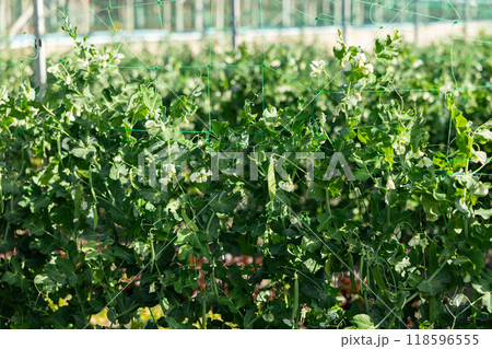 Flowers and plants of legumes tied to a net for growing in greenhouse Flowers and plants of legumes tied to a net for growing in greenhouse 118596555