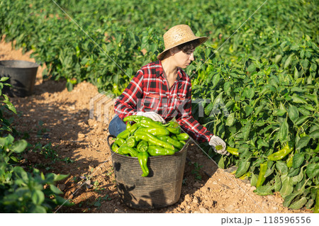 Woman gardener harvesting pepper on plantation Woman gardener harvesting pepper on plantation 118596556