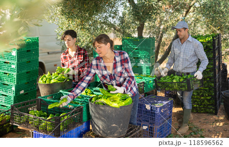 Team of farmers sorting green bell peppers on a summer day at farm 118596562