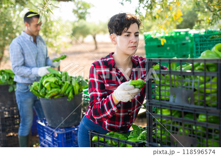 Female farmer sorting and stacking green pepper Female farmer sorting and stacking green pepper 118596574