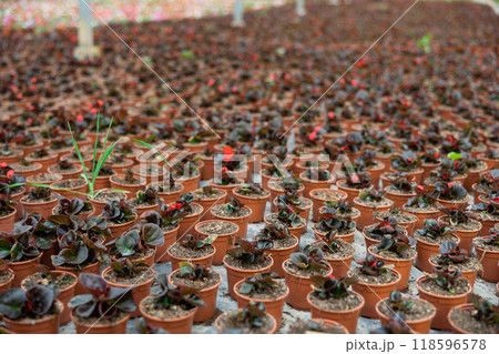 Rows of begonia seedling. Lots of begonium bushes in plastic pots Rows of begonia seedling. Lots of begonium bushes in plastic pots 118596578