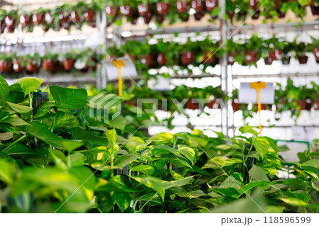 Potted plants in flower shop - pothos tutor flower on shelves Potted plants in flower shop - pothos tutor flower on shelves 118596599