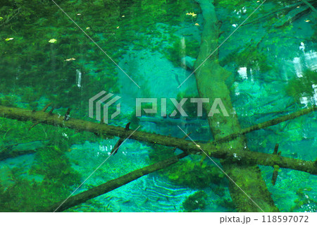 神の子池 118597072