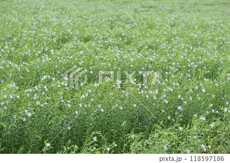 薄紫の亜麻の花 118597186