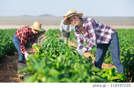 Team of farmers harvesting ripe bell peppers on field on summer day 118597220