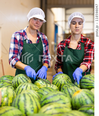 Women in uniform sorting watermelons in factory Women in uniform sorting watermelons in factory 118598047
