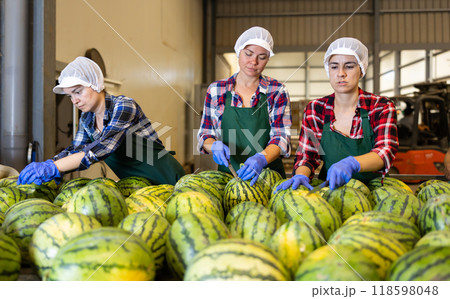 Women sorting fresh watermelons during work day in factory Women sorting fresh watermelons during work day in factory 118598048
