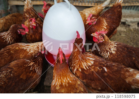 brown chicken drinking water from a feeder bucket in rural farm brown chicken drinking water from a feeder bucket in rural farm 118598075
