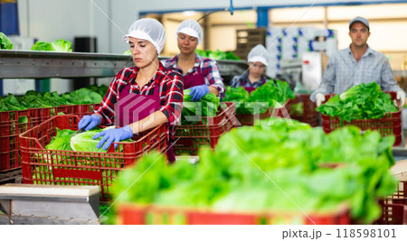 Woman in apron sorting fresh green lettuce in factory Woman in apron sorting fresh green lettuce in factory 118598101