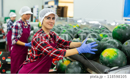 Woman sorting ripe watermelons and checking quality on conveyor belt at vegetable factory 118598105