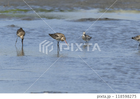 オオソリハシシギ 118598275