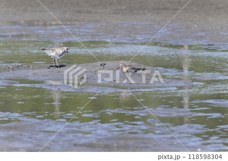 オバシギ 118598304