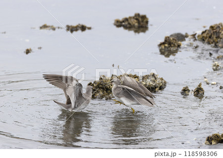 キアシシギ 118598306