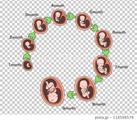 胎兒生長過程（英文） 118598579
