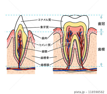 歯の解剖(文字あり) 歯の解剖(文字あり) 118598582