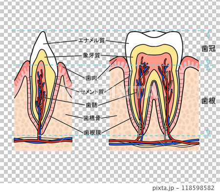 歯の解剖学 かわゆく