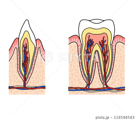 歯の解剖（文字なし） 118598583