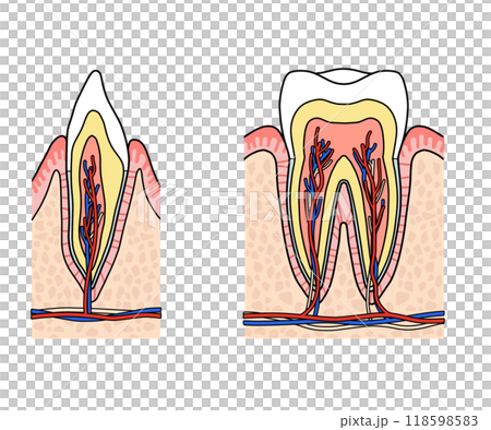 歯の解剖（文字なし） 118598583