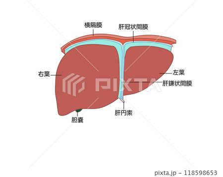 消化器の解剖生理　肝臓　文字あり 118598653