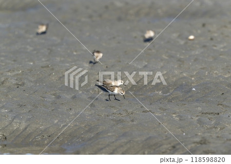 トウネン トウネン 118598820