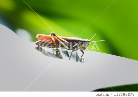 Close-up of a Brown Grasshopper on a Leaf. Close-up of a Brown Grasshopper on a Leaf. 118598879