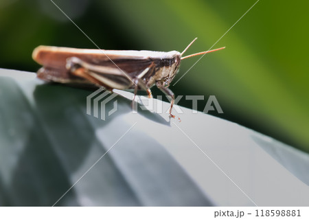 Close-up of a Brown Grasshopper on a Leaf. Close-up of a Brown Grasshopper on a Leaf. 118598881