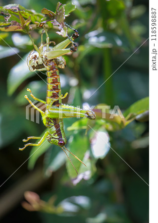 Predatory Grasshopper in Taiwan. 118598887