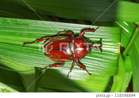 Vibrant Male Rhinoceros Beetle on Green Leaf, Taiwan. 118598894