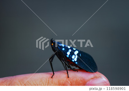Close-up of a Lycorma olivacea on a Human Finger. 118598901