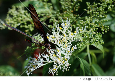Majestic Chinese Peacock Butterfly on White Blossoms, Taiwan. Majestic Chinese Peacock Butterfly on White Blossoms, Taiwan. 118598915