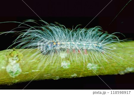 Fuzzy Caterpillar(Manulea hokopo) on a Twig. 118598917