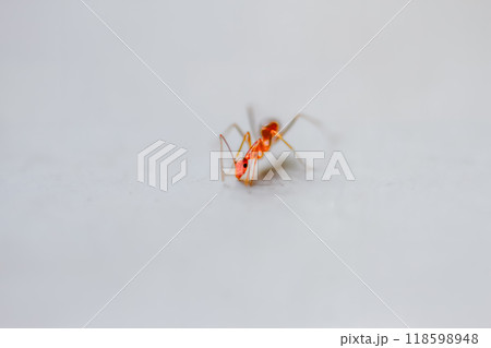 Tiny Red Ant on a White Surface. 118598948