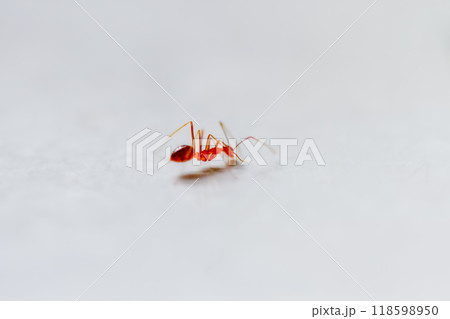 Tiny Red Ant on a White Surface. 118598950