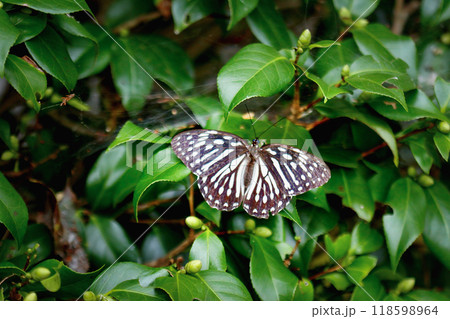 Close-up of a Penthema formosanum Butterfly. Close-up of a Penthema formosanum Butterfly. 118598964