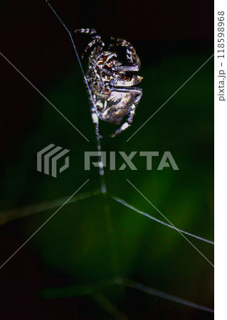 Nocturnal Spider Hanging Upside Down. Nocturnal Spider Hanging Upside Down. 118598968