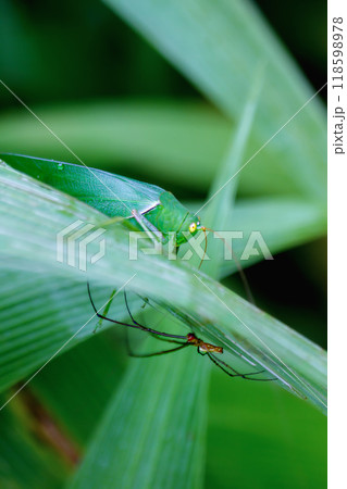 Katydid and Spider on a Leaf. 118598978