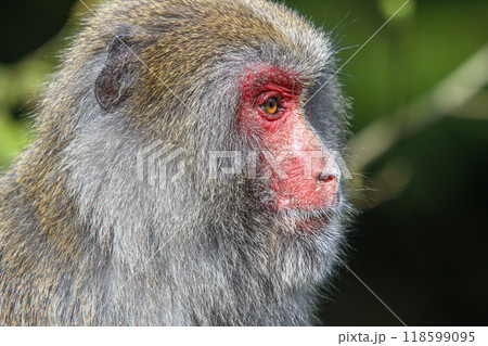 Formosan macaques in their natural habitat in Taiwan. Formosan macaques in their natural habitat in Taiwan. 118599095