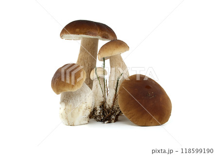 Fresh penny bun mushrooms isolated on white background for culinary use Fresh penny bun mushrooms isolated on white background for culinary use 118599190
