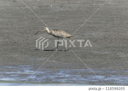 ホウロクシギ ホウロクシギ 118599203