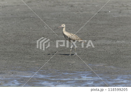 ホウロクシギ 118599205