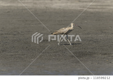 ホウロクシギ ホウロクシギ 118599212