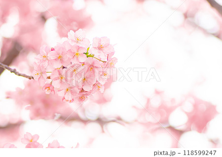 柔らかく咲く満開の河津桜 柔らかく咲く満開の河津桜 118599247