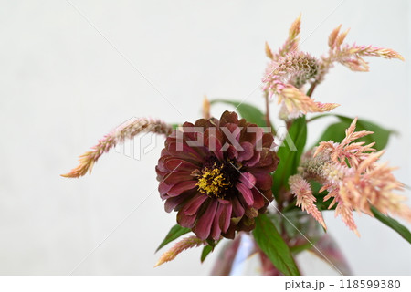 庭で摘んだばかりのケイトウ(セロシア)とジニアが花瓶に飾ってあるところ 庭で摘んだばかりのケイトウ(セロシア)とジニアが花瓶に飾ってあるところ 118599380