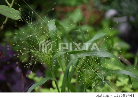 パニカム スモークグラスの穂が立った地植え株 パニカム スモークグラスの穂が立った地植え株 118599441