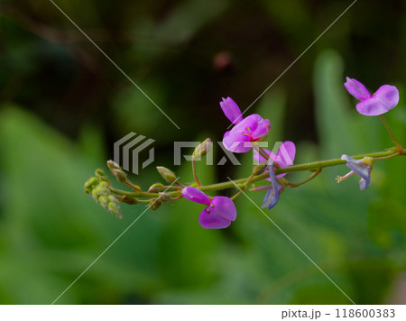 ひっつき虫マメ科ヌスビトハギの花 ひっつき虫マメ科ヌスビトハギの花 118600383