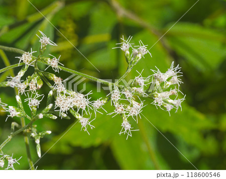 キク科多年草ヒヨドリバナ開花 118600546