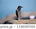 ホシムクドリ 118600566